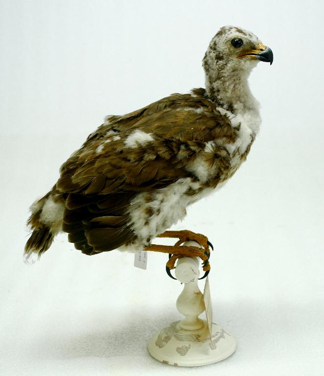 animal naturalisé : oiseau : Buse variable