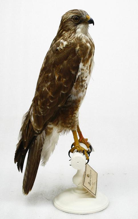 animal naturalisé : oiseau : Buse variable