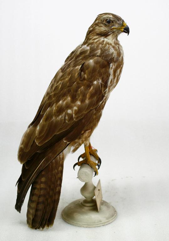 animal naturalisé : oiseau : Buse variable