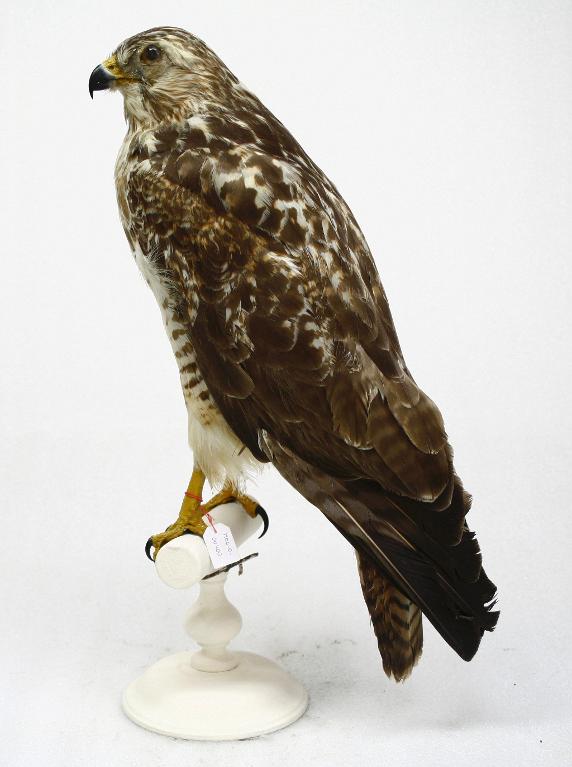 animal naturalisé : oiseau : Buse variable