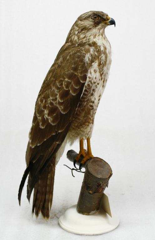 animal naturalisé : oiseau : Buse variable