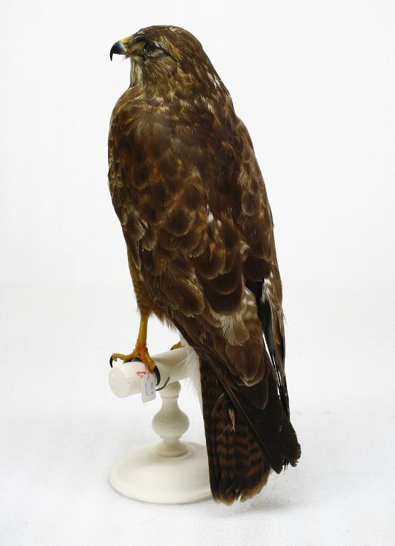 animal naturalisé : oiseau : Buse variable