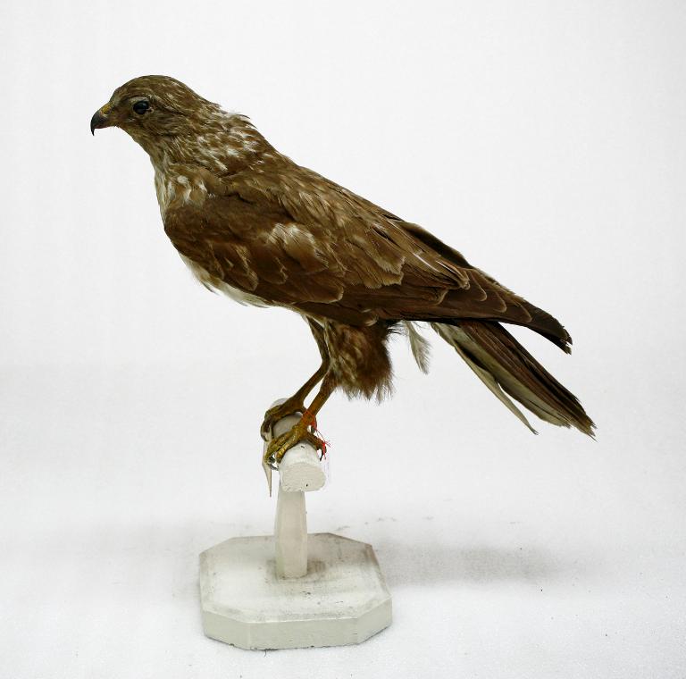 animal naturalisé : oiseau : Buse variable