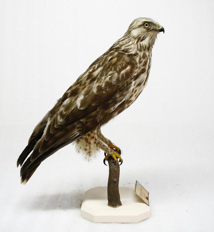 animal naturalisé : oiseau : Buse pattue