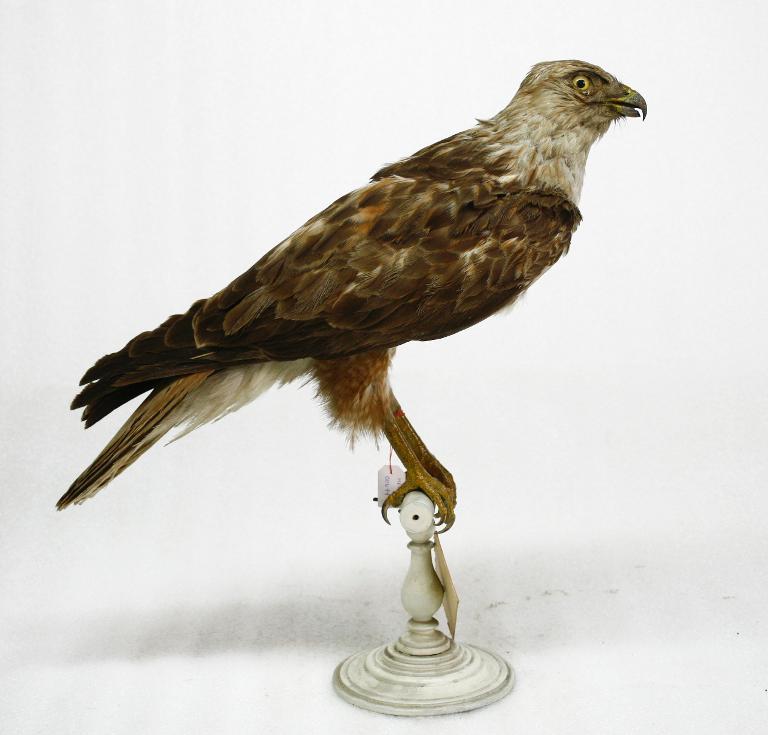 animal naturalisé : oiseau : Buse féroce