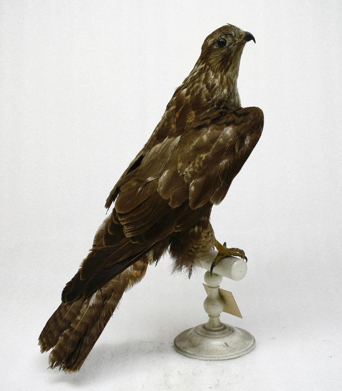 animal naturalisé : oiseau : Buse variable