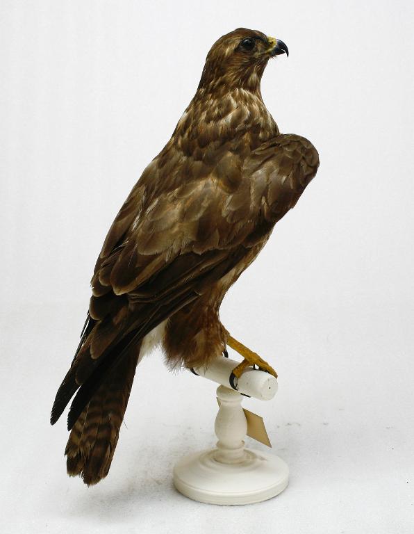 animal naturalisé : oiseau : Buse variable