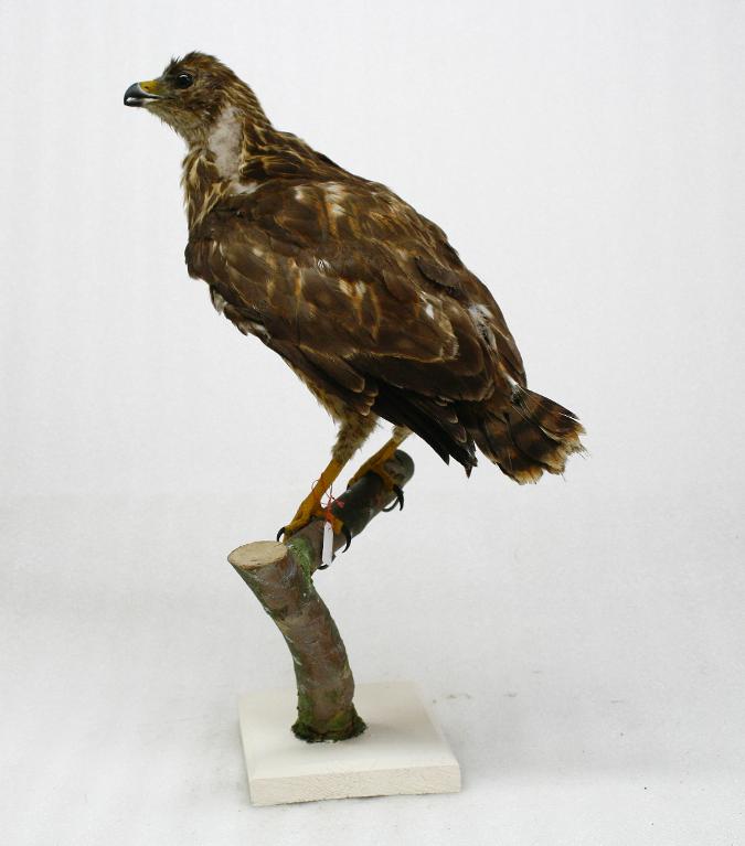 animal naturalisé : oiseau : Buse variable