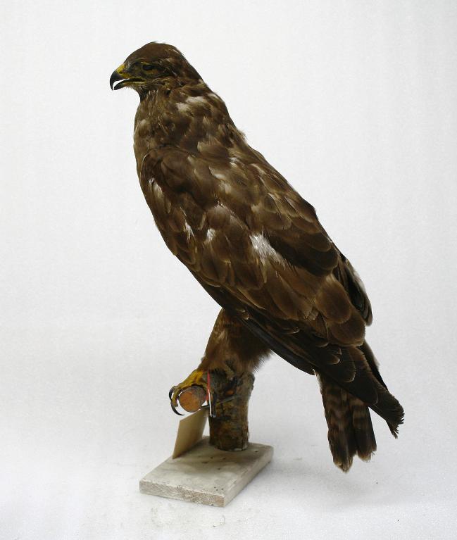 animal naturalisé : oiseau : Buse variable