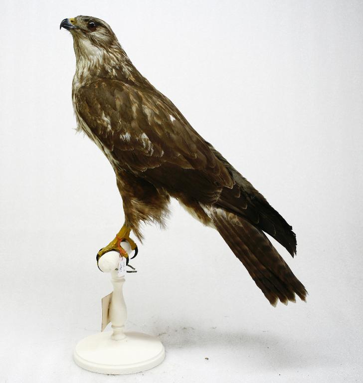 animal naturalisé : oiseau : Buse variable