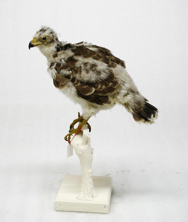 animal naturalisé : oiseau : Autour des palombes