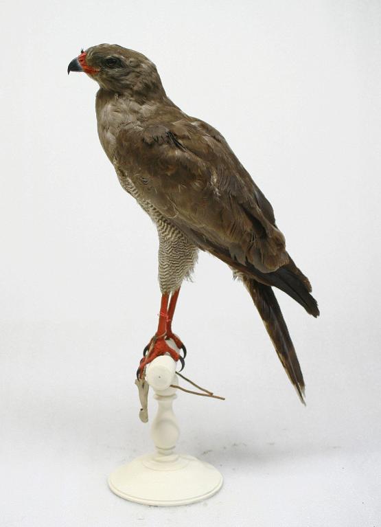 animal naturalisé : oiseau : Autour sombre