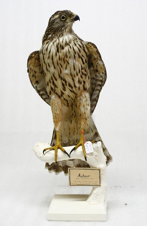 animal naturalisé : oiseau : Autour des palombes