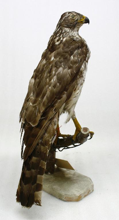 animal naturalisé : oiseau : Autour des palombes