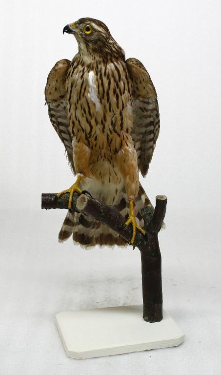 animal naturalisé : oiseau : Autour des palombes