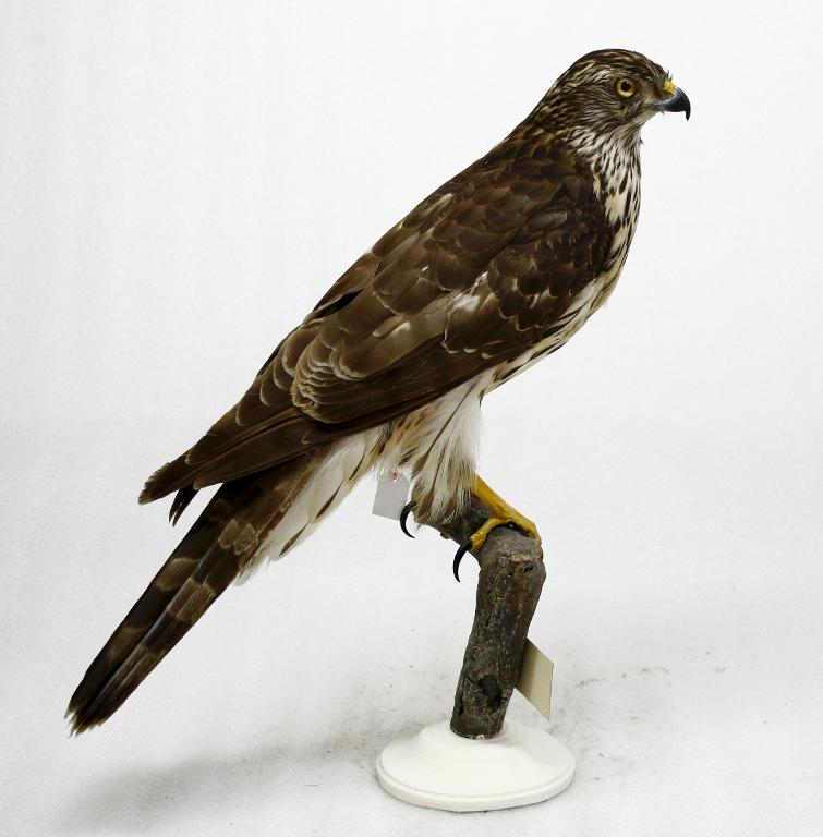 animal naturalisé : oiseau : Autour des palombes