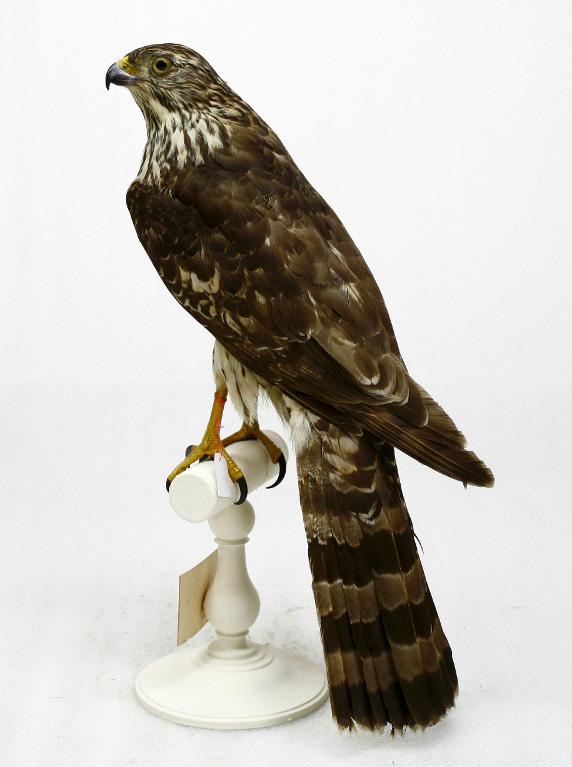 animal naturalisé : oiseau : Autour des palombes