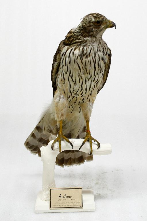 animal naturalisé : oiseau : Autour des palombes