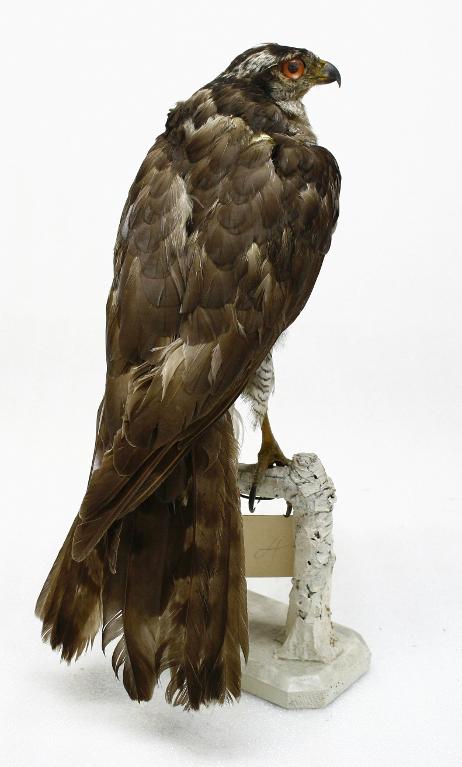 animal naturalisé : oiseau : Autour des palombes