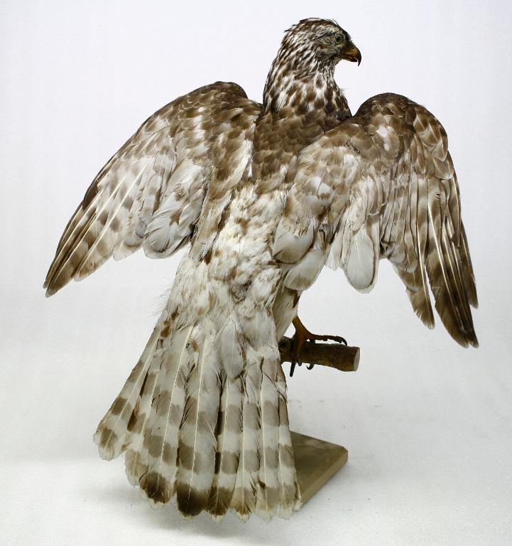 animal naturalisé : oiseau : Autour des palombes