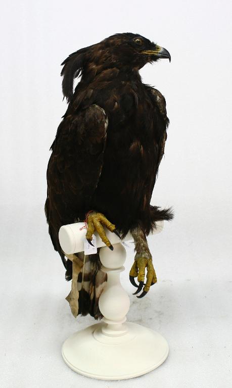 animal naturalisé : oiseau : Aigle huppard