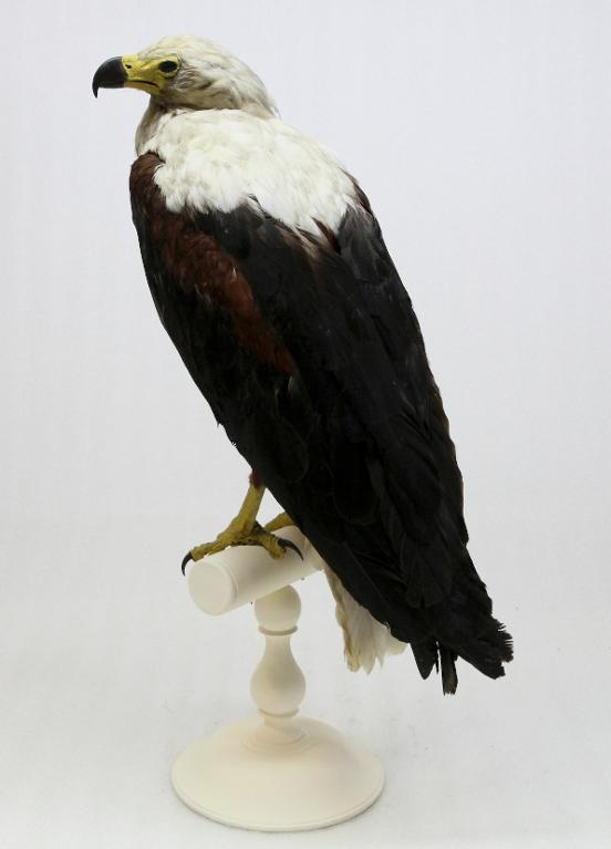 animal naturalisé : oiseau : Pygargue vocifère