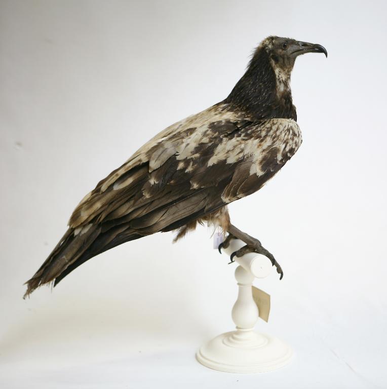 animal naturalisé : oiseau : Vautour percnoptère