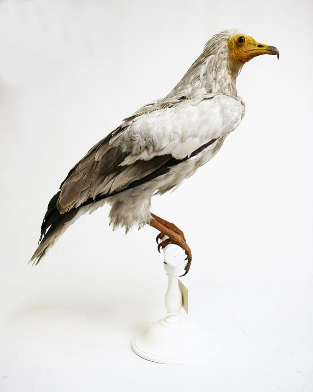 animal naturalisé : oiseau : Vautour percnoptère