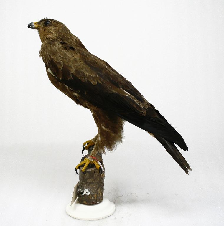 animal naturalisé : oiseau : Aigle criard