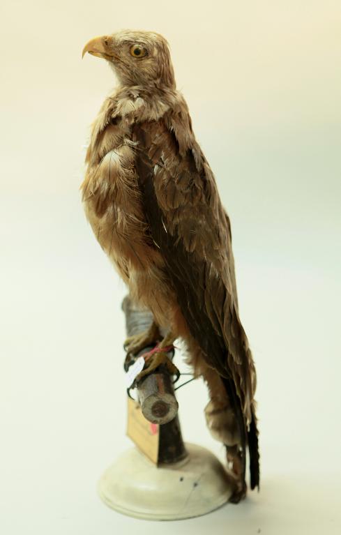 animal naturalisé : oiseau : Milan