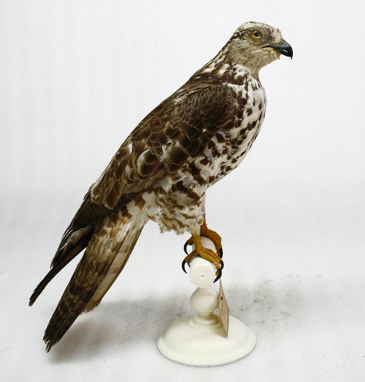 animal naturalisé : oiseau : Bondrée apivore