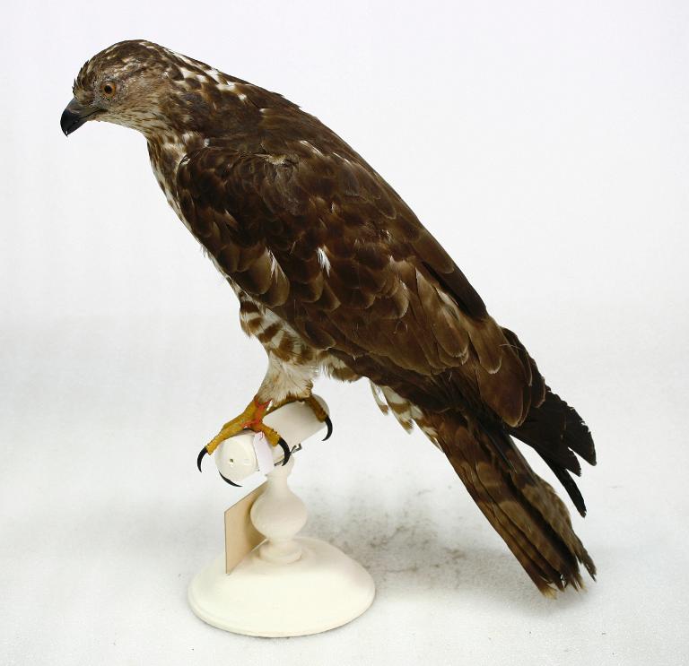 animal naturalisé : oiseau : Bondrée apivore