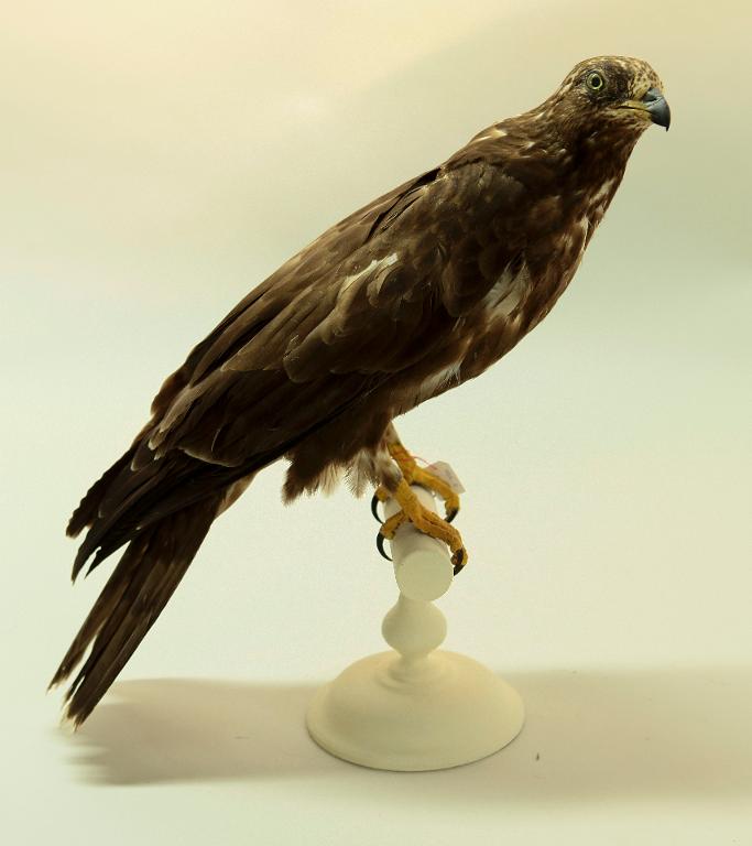 animal naturalisé : oiseau : Bondrée apivore