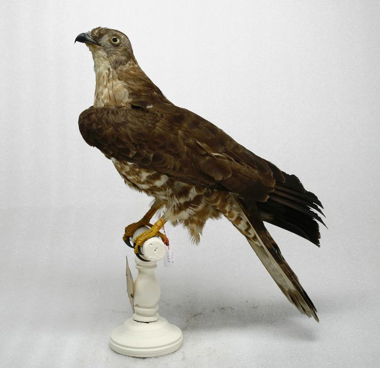 animal naturalisé : oiseau : Bondrée apivore