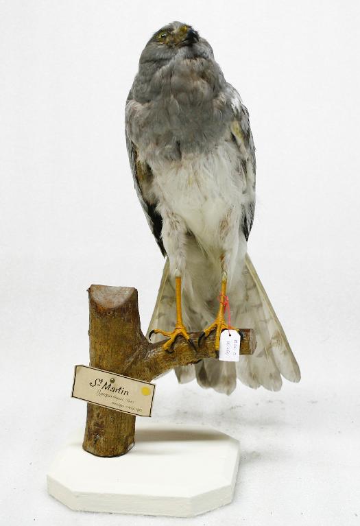 animal naturalisé : oiseau : Busard St Martin