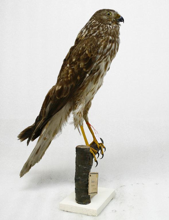 : oiseau : Busard St Martin