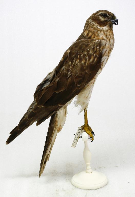 animal naturalisé : oiseau : Busard pâle