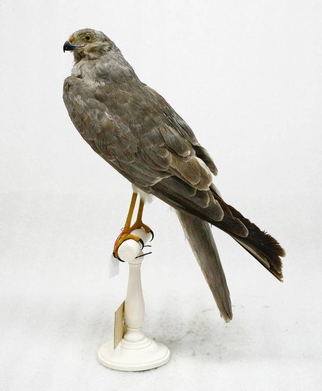 animal naturalisé : oiseau : Busard pâle