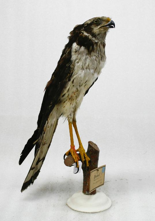 animal naturalisé : oiseau : Busard de Buffon