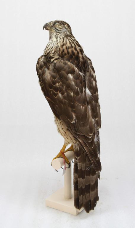 animal naturalisé : oiseau : Autour des palombes