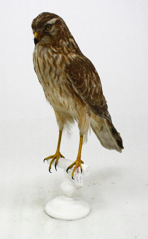 animal naturalisé : oiseau : Busard pâle