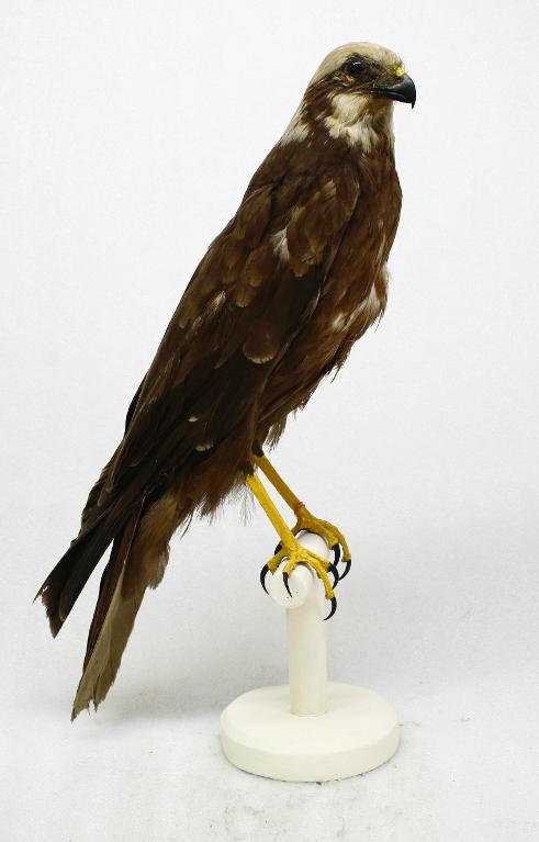 animal naturalisé : oiseau : Busard des roseaux