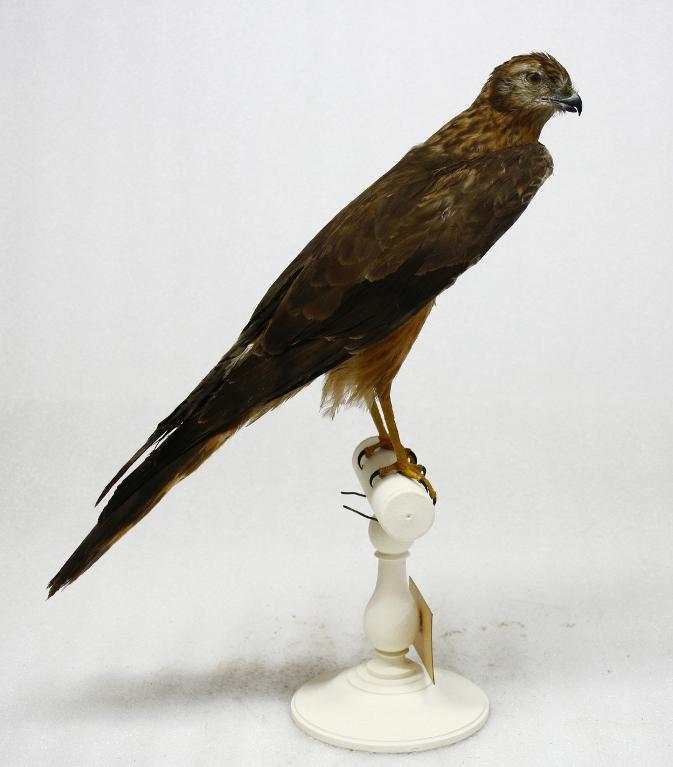 animal naturalisé : oiseau : Busard pâle
