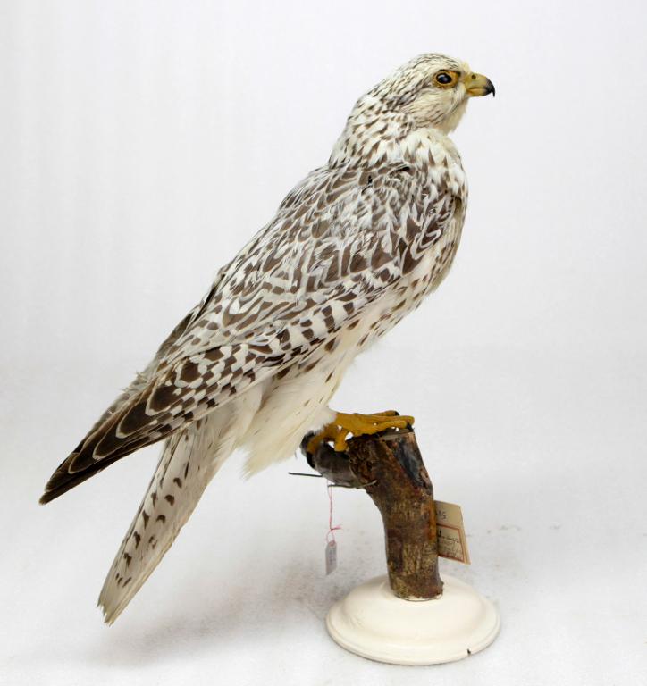 animal naturalisé : oiseau : Faucon gerfaut