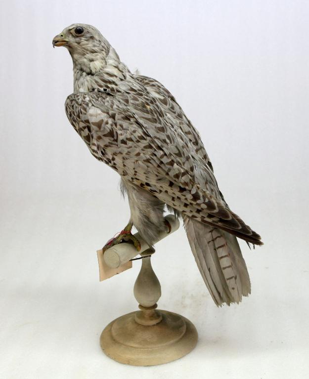 animal naturalisé : oiseau : Faucon gerfaut