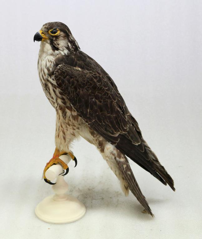 animal naturalisé : oiseau : Faucon pèlerin