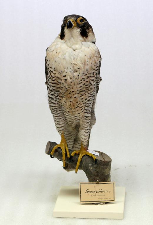 animal naturalisé : oiseau : Faucon pèlerin