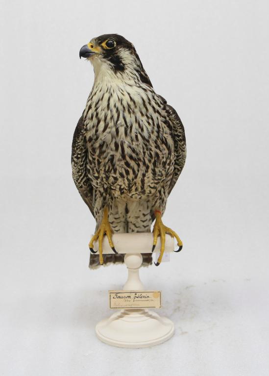 animal naturalisé : oiseau : Faucon pèlerin