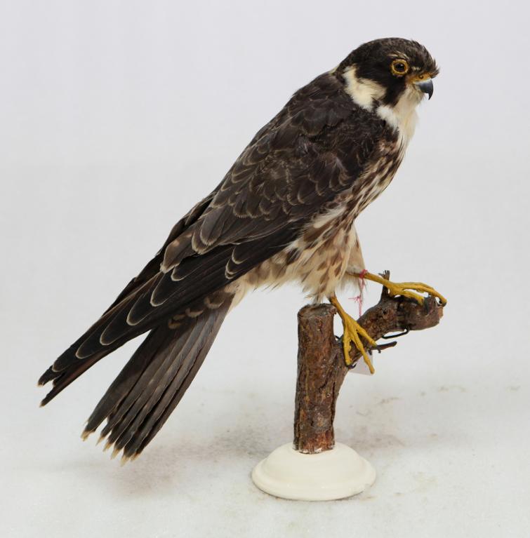 animal naturalisé : oiseau : Faucon hobereau