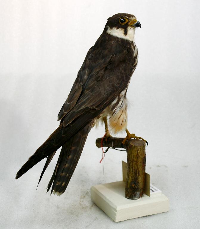 animal naturalisé : oiseau : Faucon hobereau